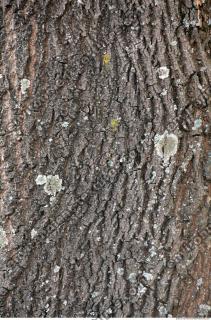 Tree Bark 0007